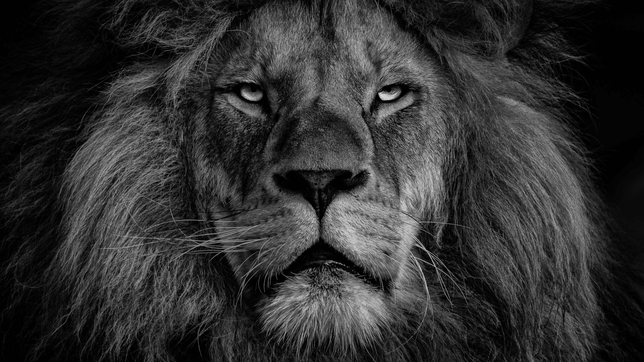 grayscale photo of lions face